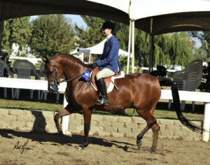 She Be Noble Under Saddle