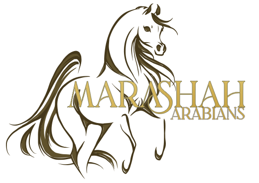 Marashah Arabians