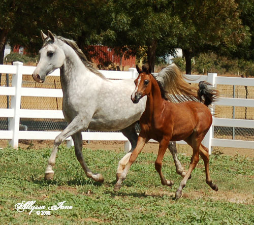 2008 Foals