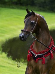 603c3be116c159c43215bc7d_Star Ghazal-01