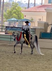 SHEBE A SHOWGIRL DFA