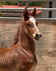 NutcrackerColt